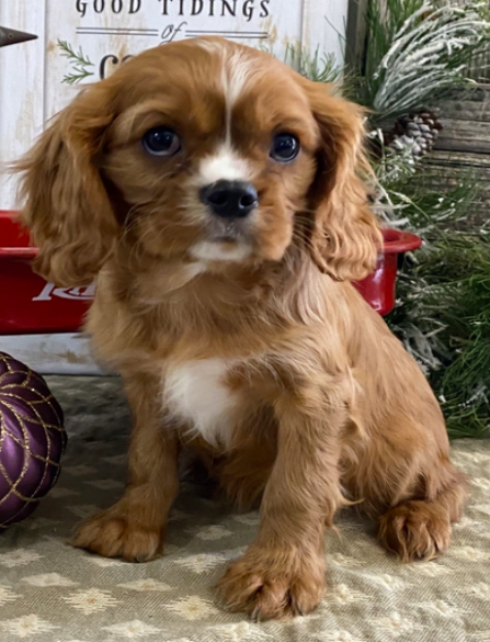comprar cachorros sanos, baratos y asequibles para la venta